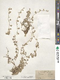 Dichondra argentea image