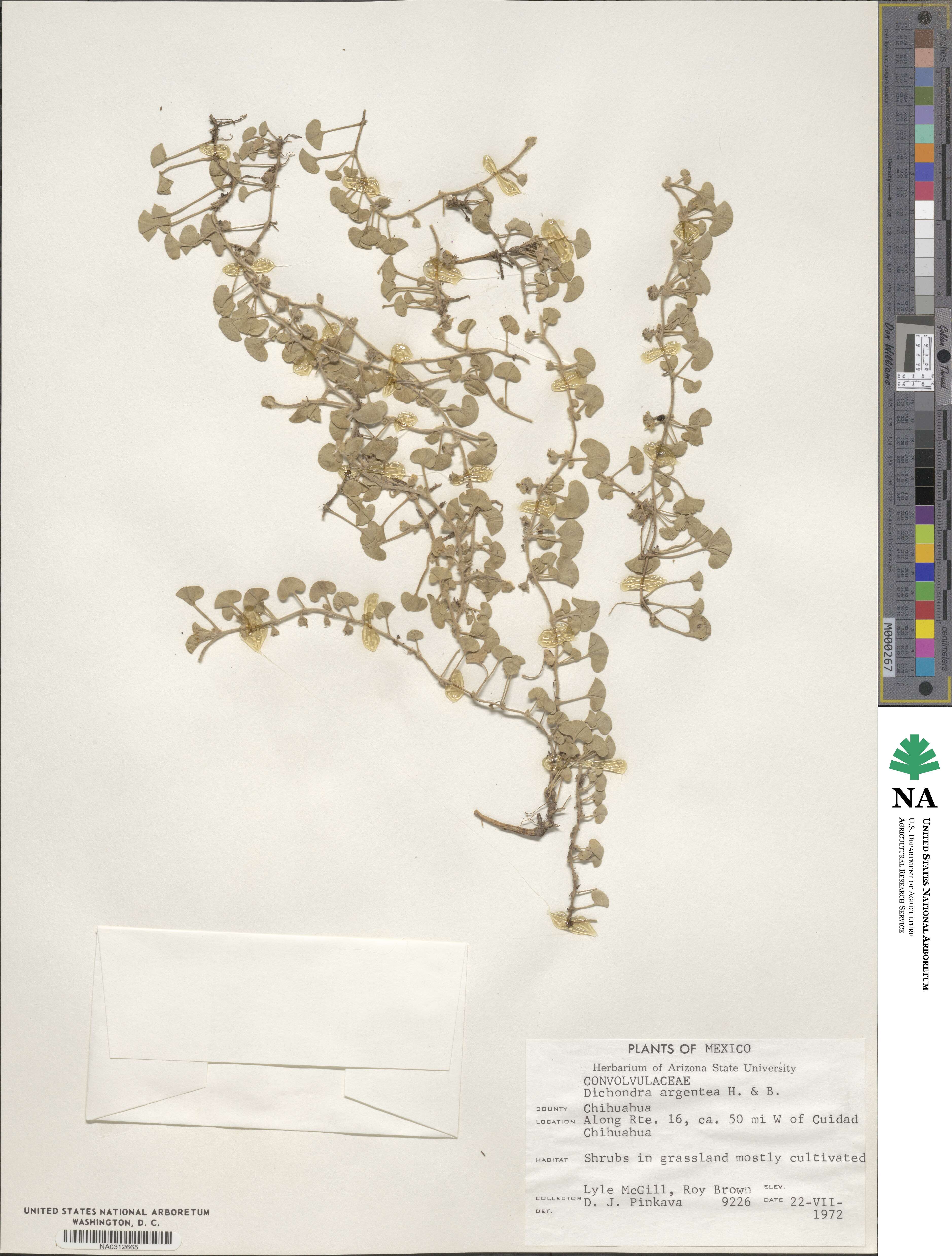 Dichondra argentea image