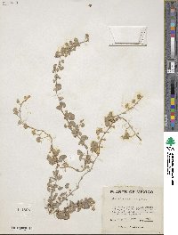 Dichondra argentea image