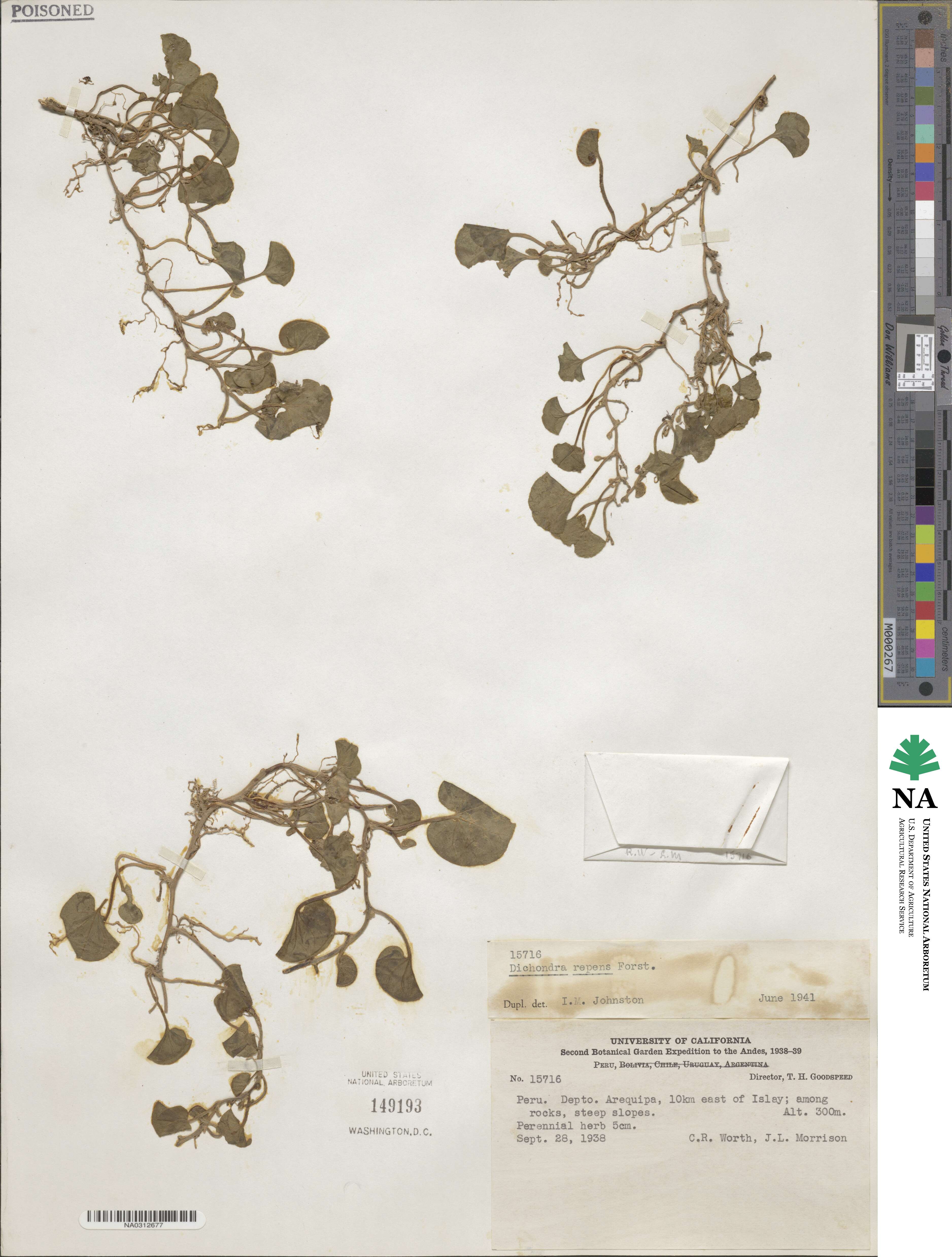 Dichondra repens image