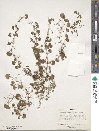 Dichondra repens image