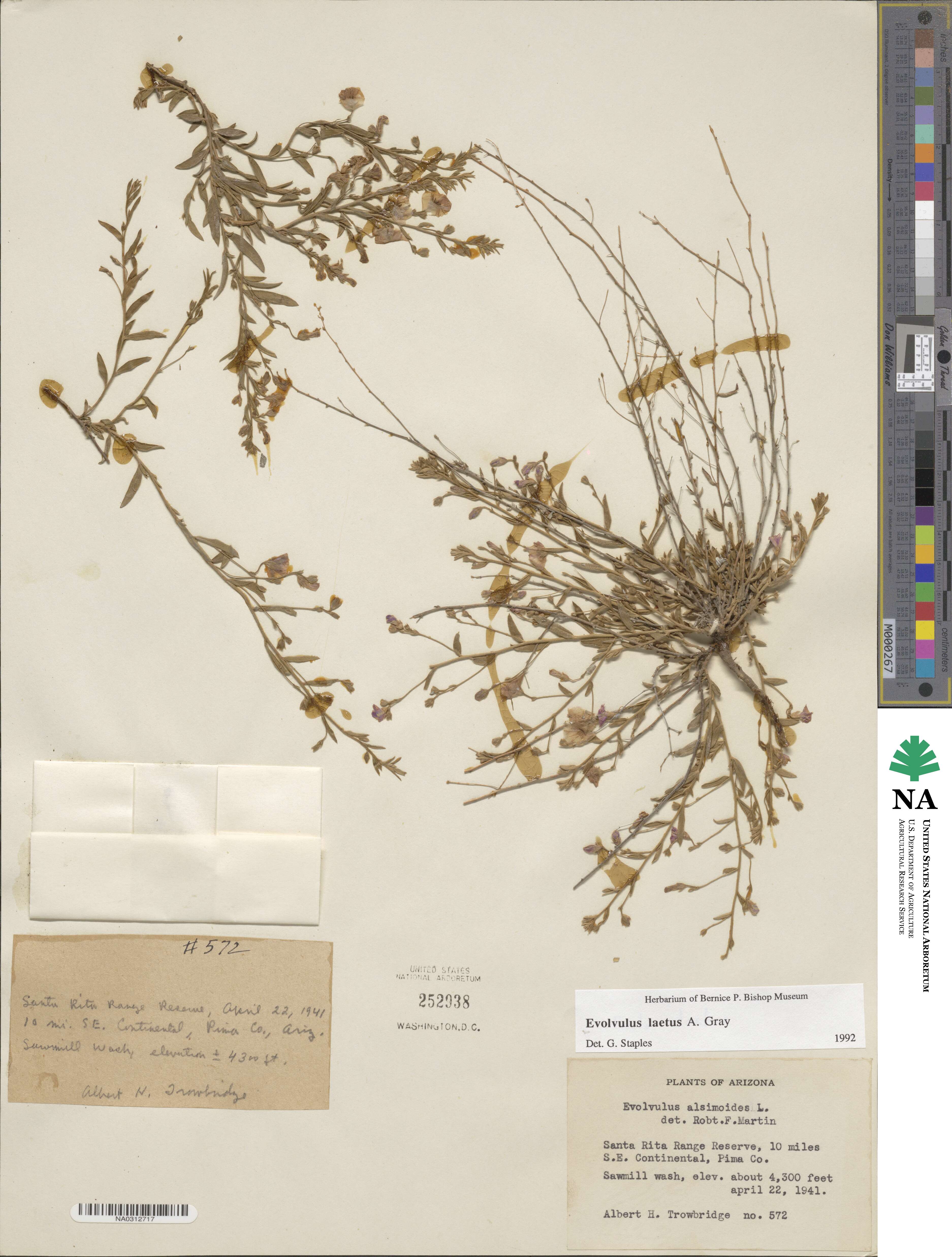 Evolvulus arizonicus image