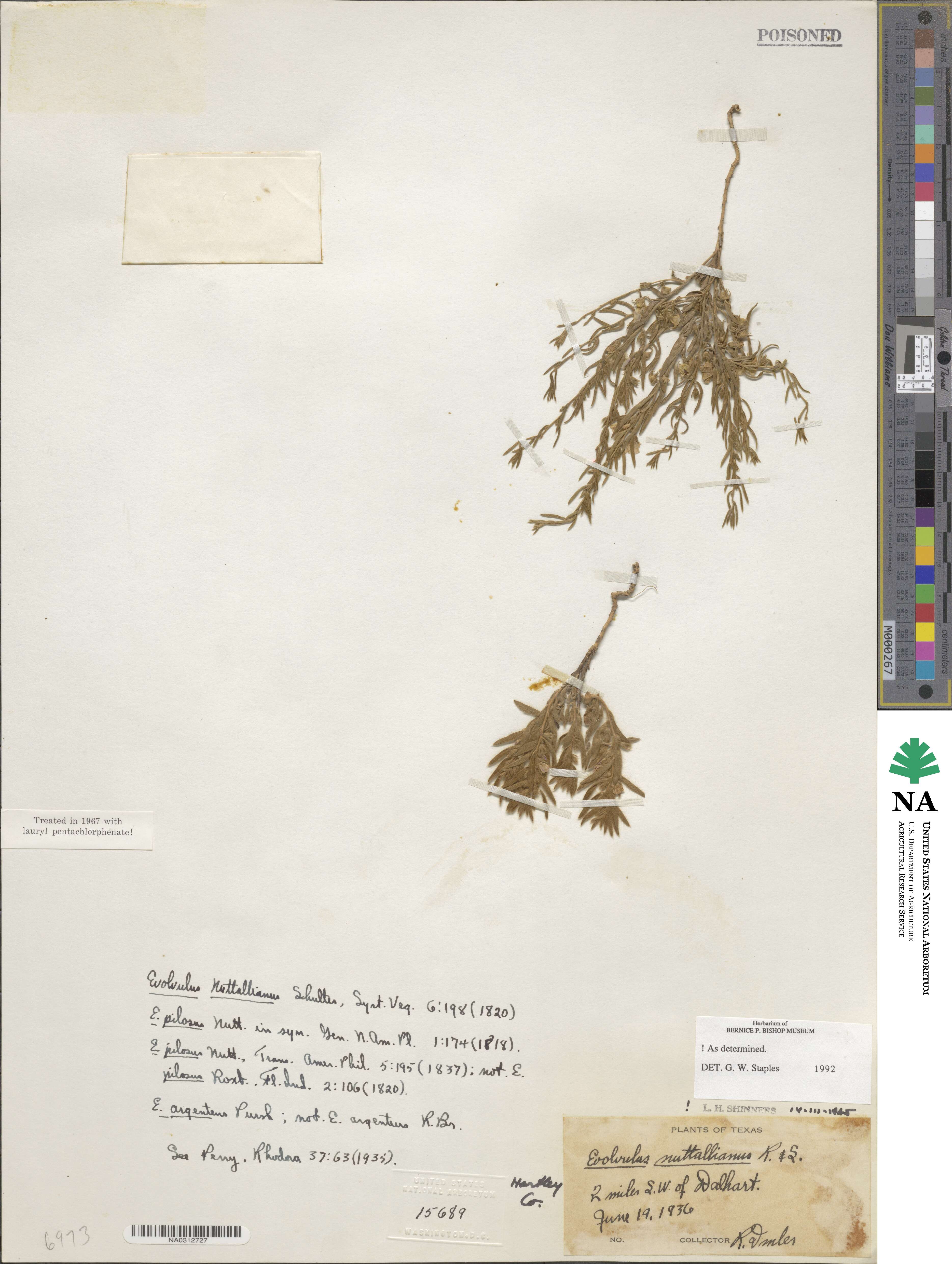 Evolvulus nuttallianus image