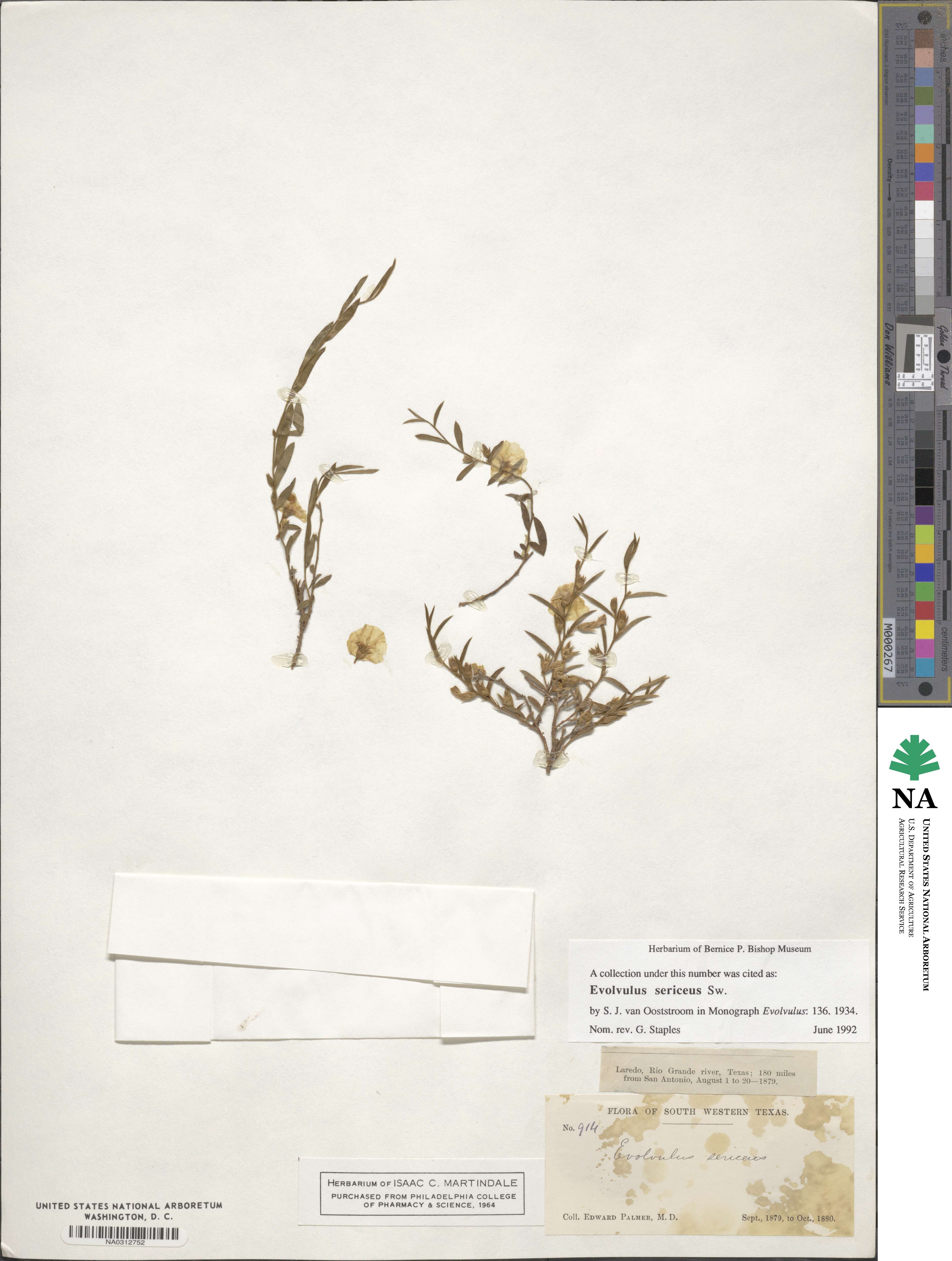 Evolvulus sericeus image