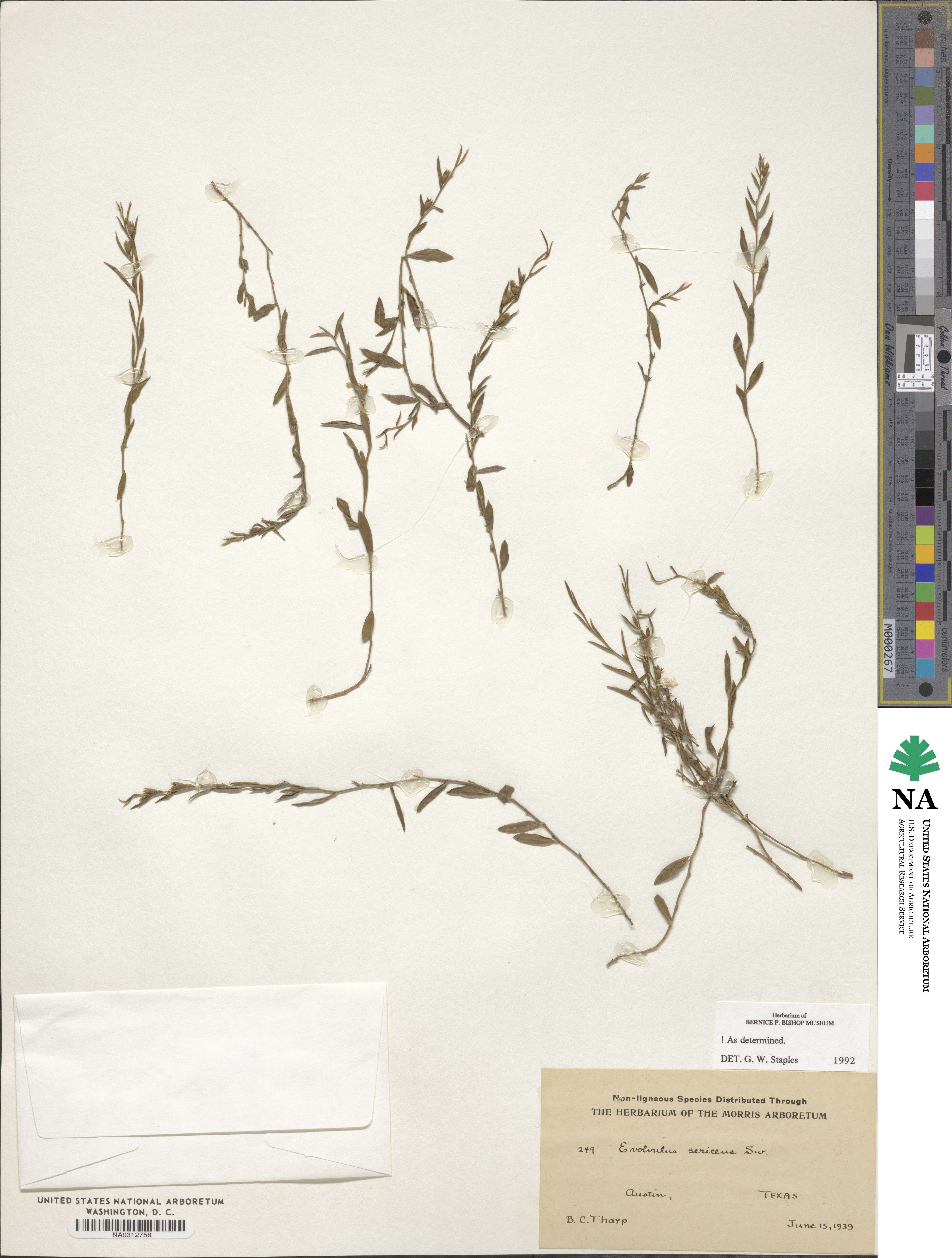 Evolvulus sericeus image