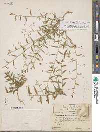 Evolvulus alsinoides image