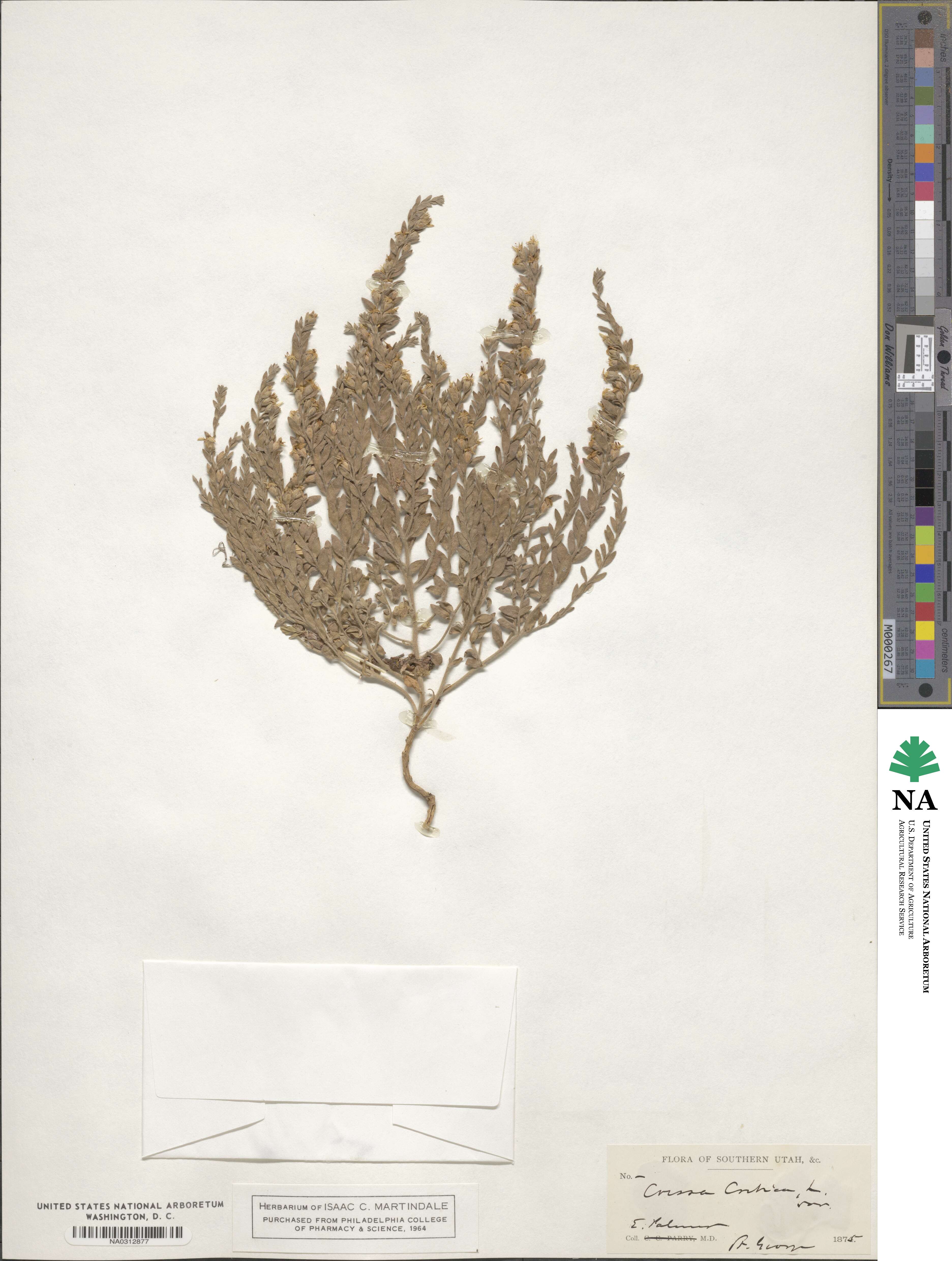 Cressa cretica image