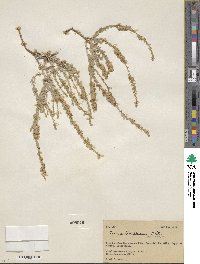 Cressa truxillensis image