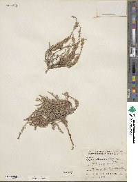 Cressa truxillensis image