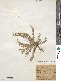 Cressa truxillensis image