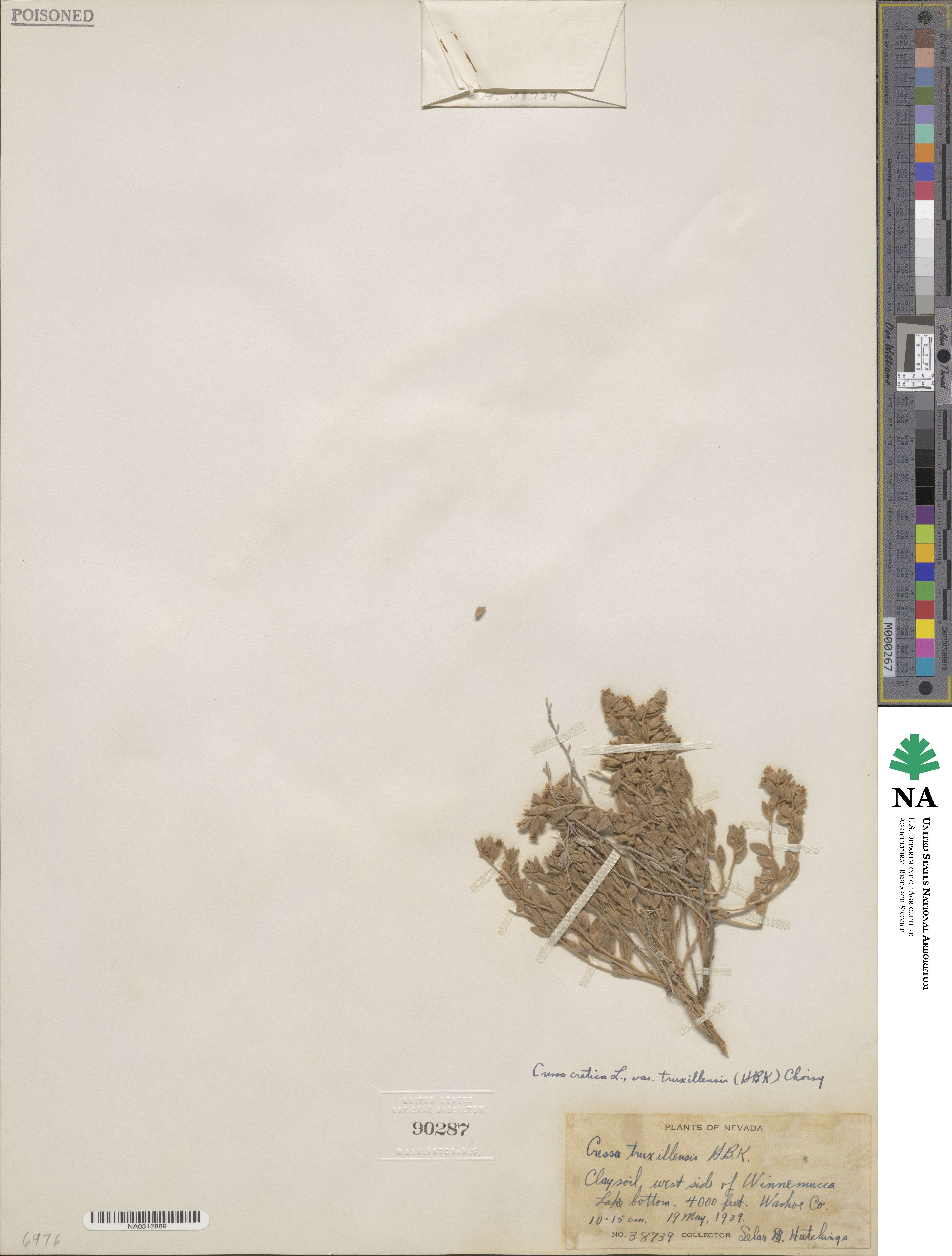 Cressa truxillensis image