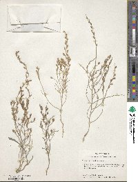 Cressa nudicaulis image