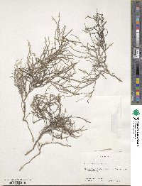 Cressa nudicaulis image