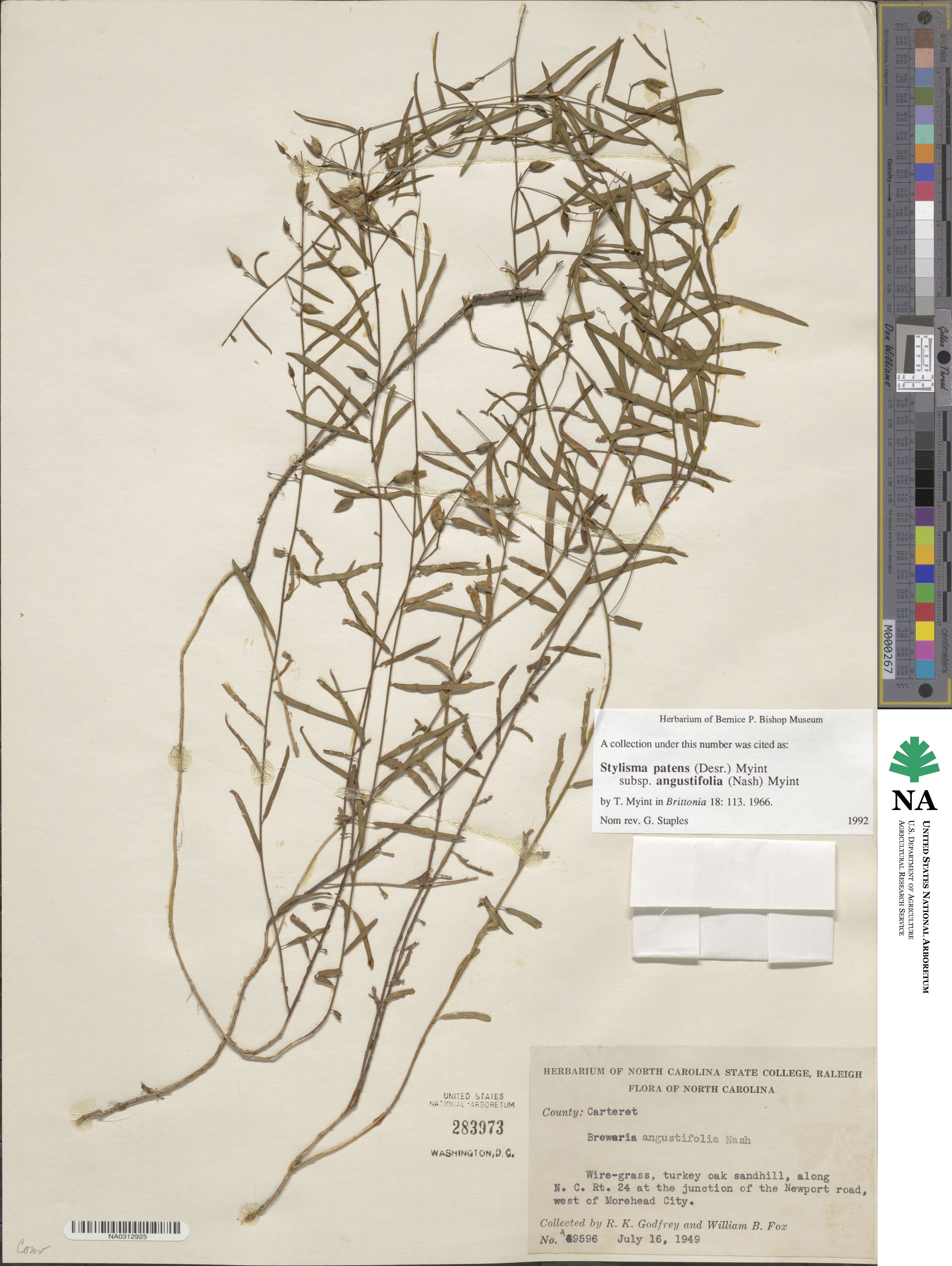 Stylisma patens subsp. angustifolia image