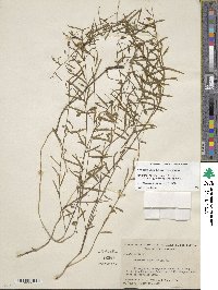 Stylisma patens subsp. angustifolia image