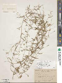 Stylisma patens subsp. angustifolia image