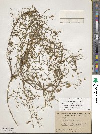 Stylisma patens subsp. angustifolia image