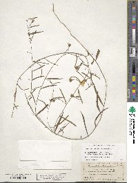 Stylisma patens subsp. angustifolia image