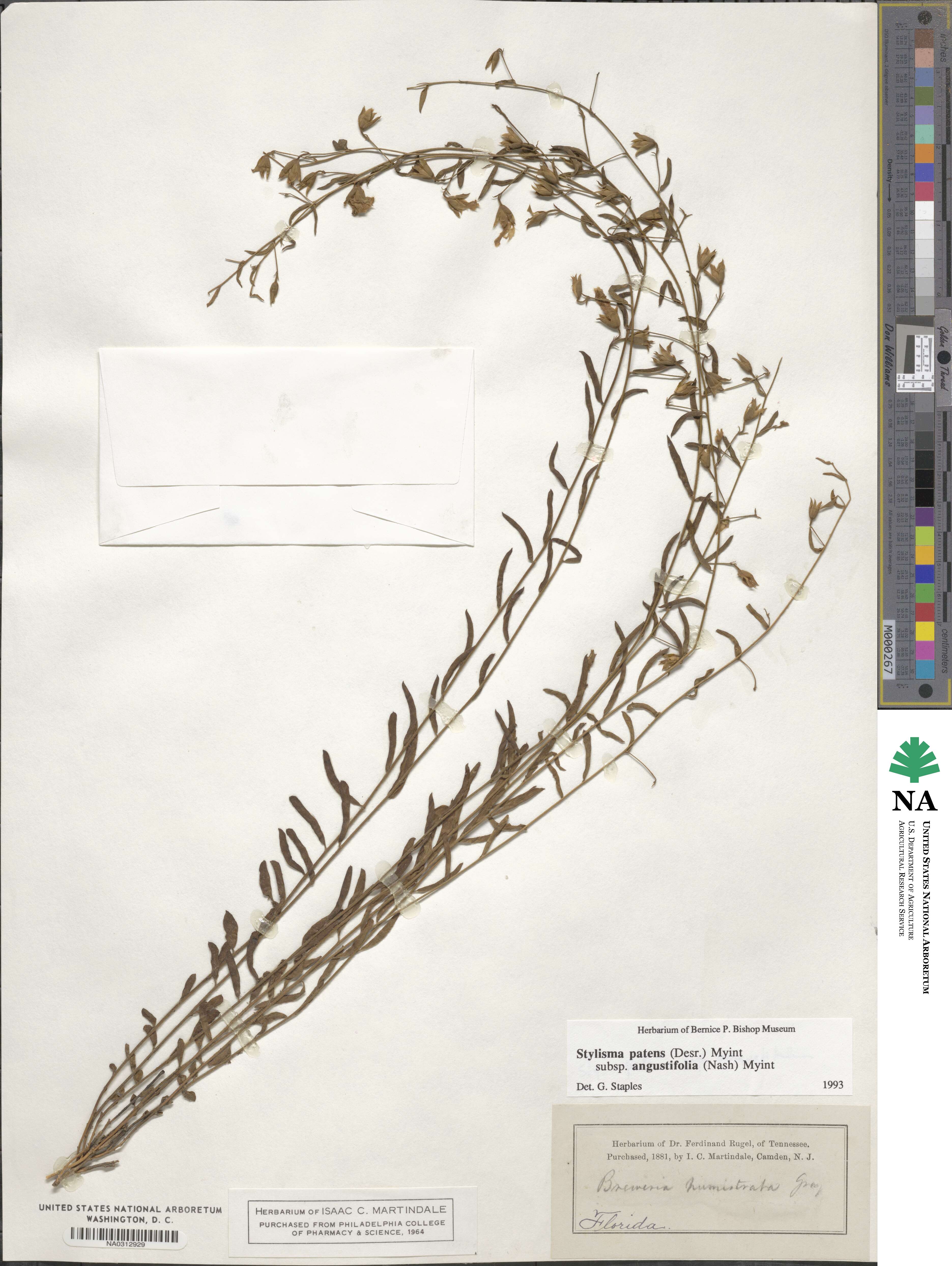 Stylisma patens subsp. angustifolia image