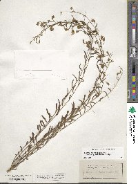 Stylisma patens subsp. angustifolia image