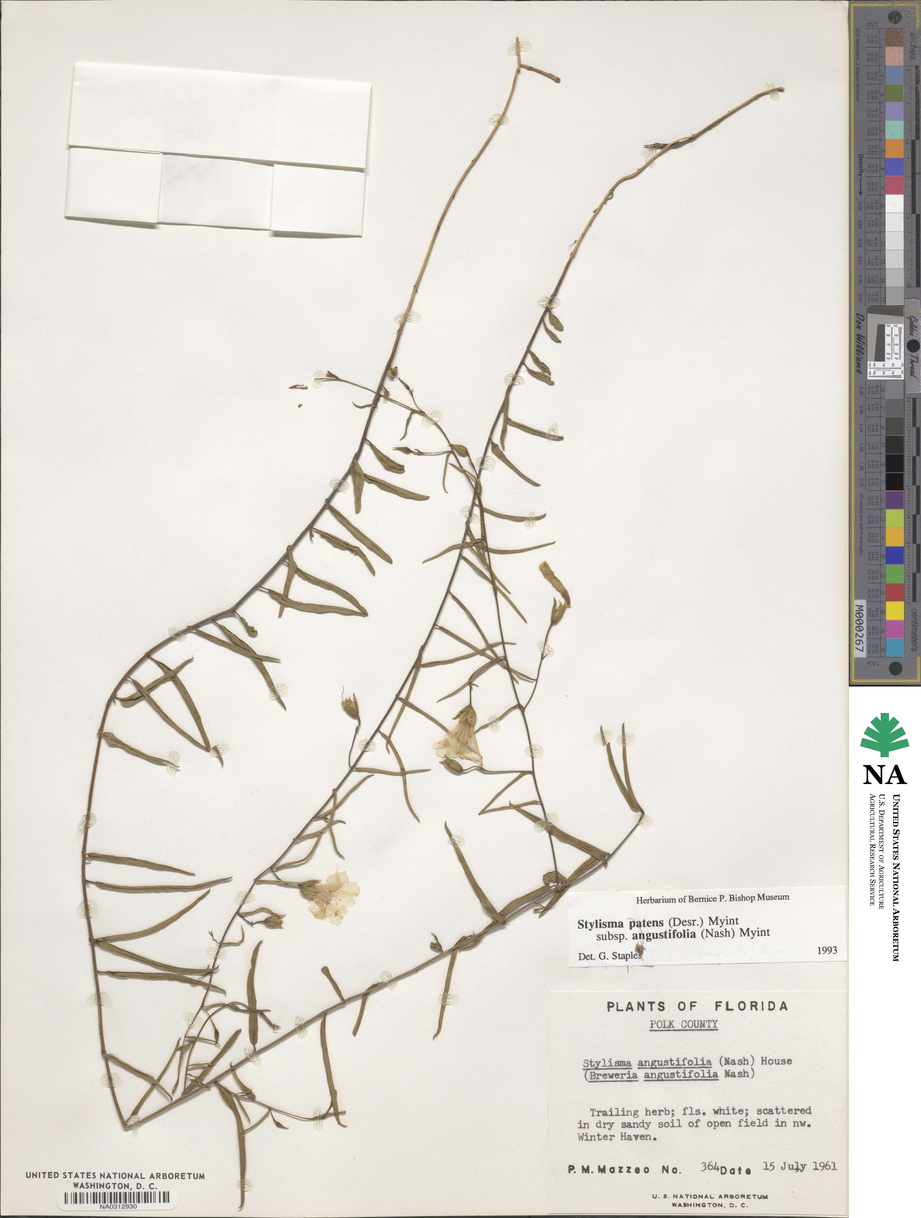 Stylisma patens subsp. angustifolia image