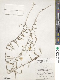 Stylisma patens subsp. angustifolia image