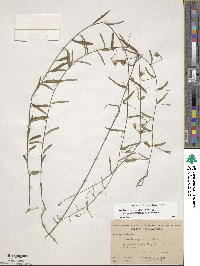 Stylisma patens subsp. angustifolia image