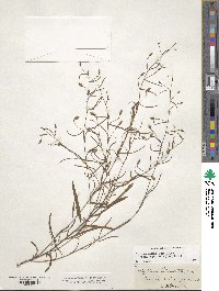 Stylisma patens subsp. angustifolia image