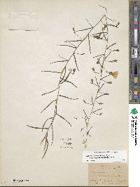 Stylisma patens subsp. angustifolia image