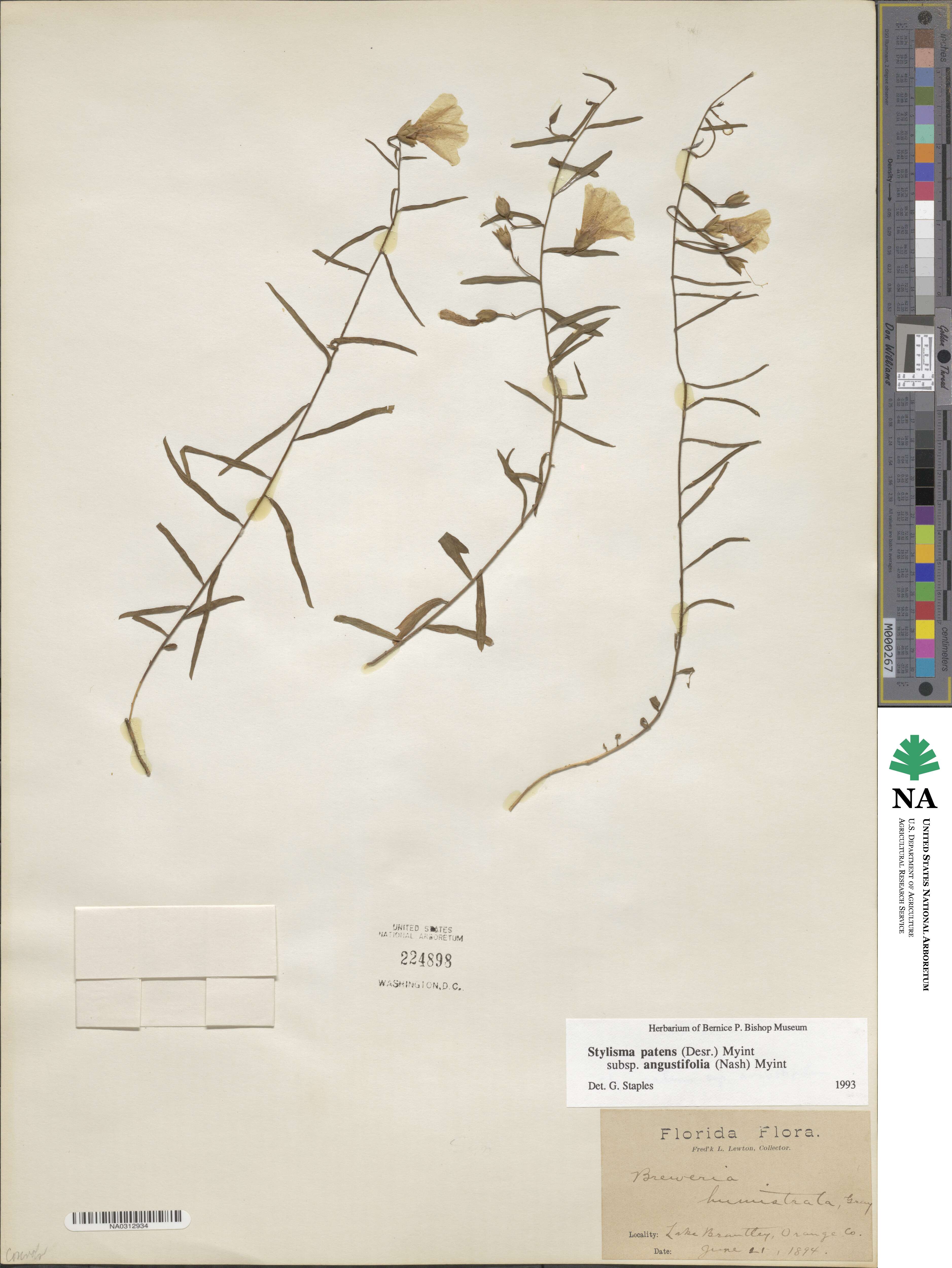 Stylisma patens subsp. angustifolia image