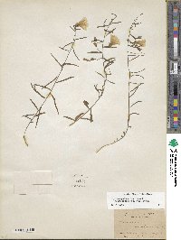 Stylisma patens subsp. angustifolia image