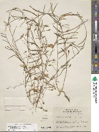 Stylisma patens subsp. angustifolia image