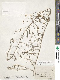 Stylisma pickeringii image