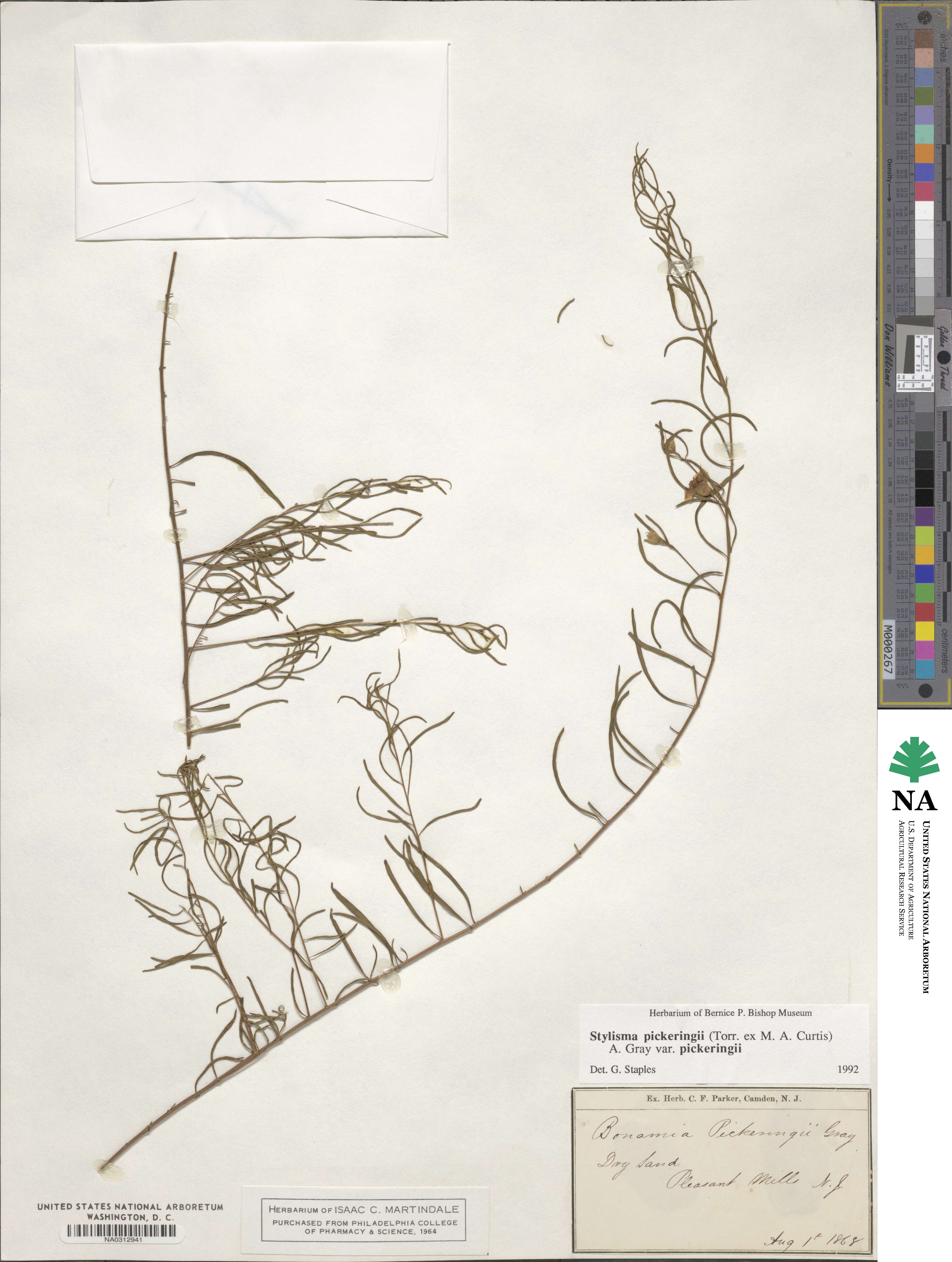 Stylisma pickeringii image