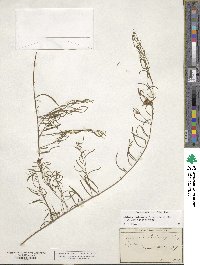 Stylisma pickeringii image