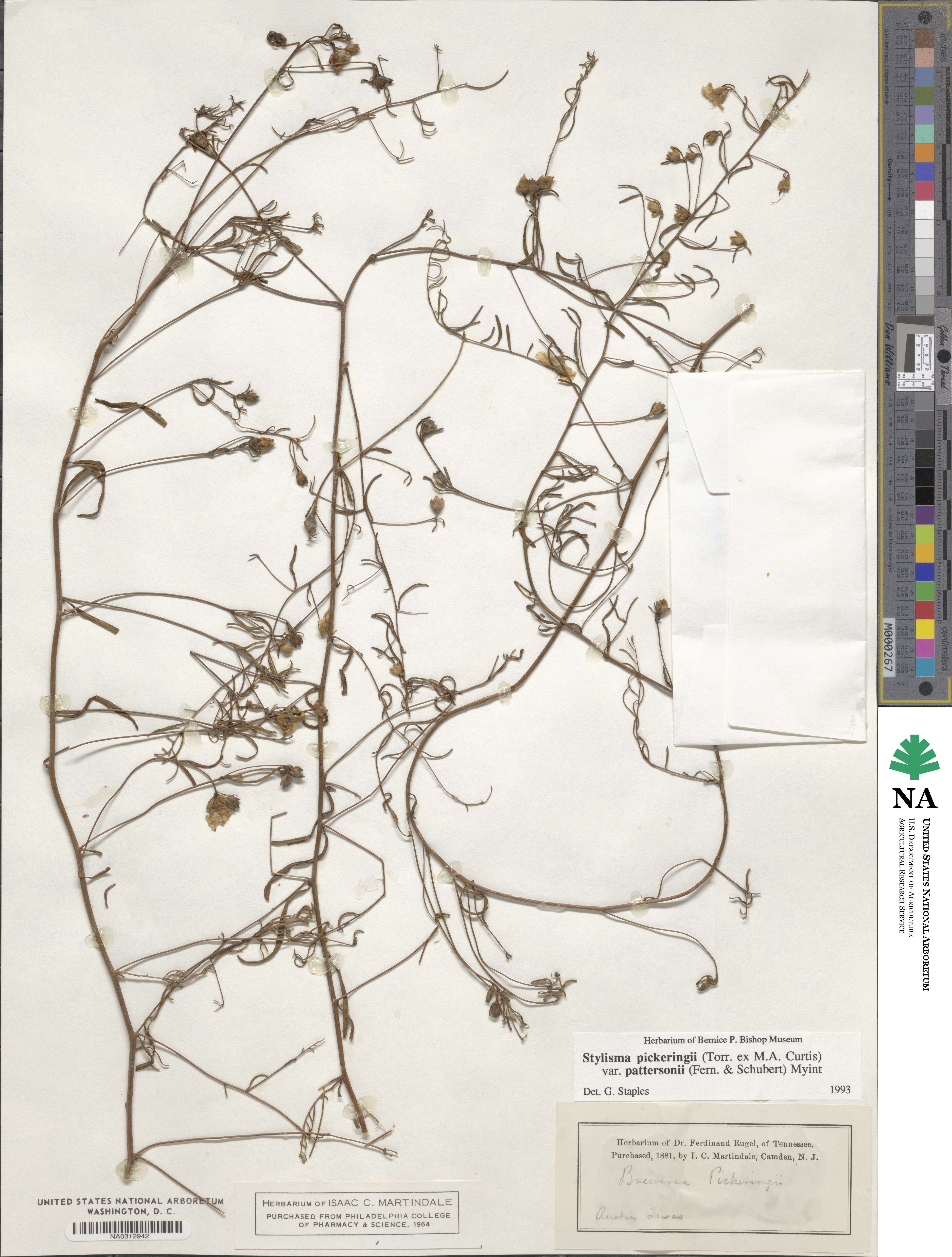 Stylisma pickeringii var. pattersonii image