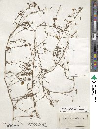 Stylisma pickeringii var. pattersonii image