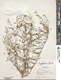 Stylisma pickeringii var. pattersonii image