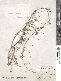 Stylisma pickeringii var. pattersonii image