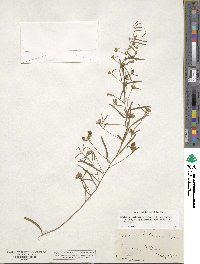 Stylisma pickeringii var. pattersonii image