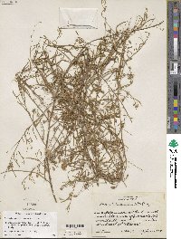 Stylisma pickeringii var. pattersonii image