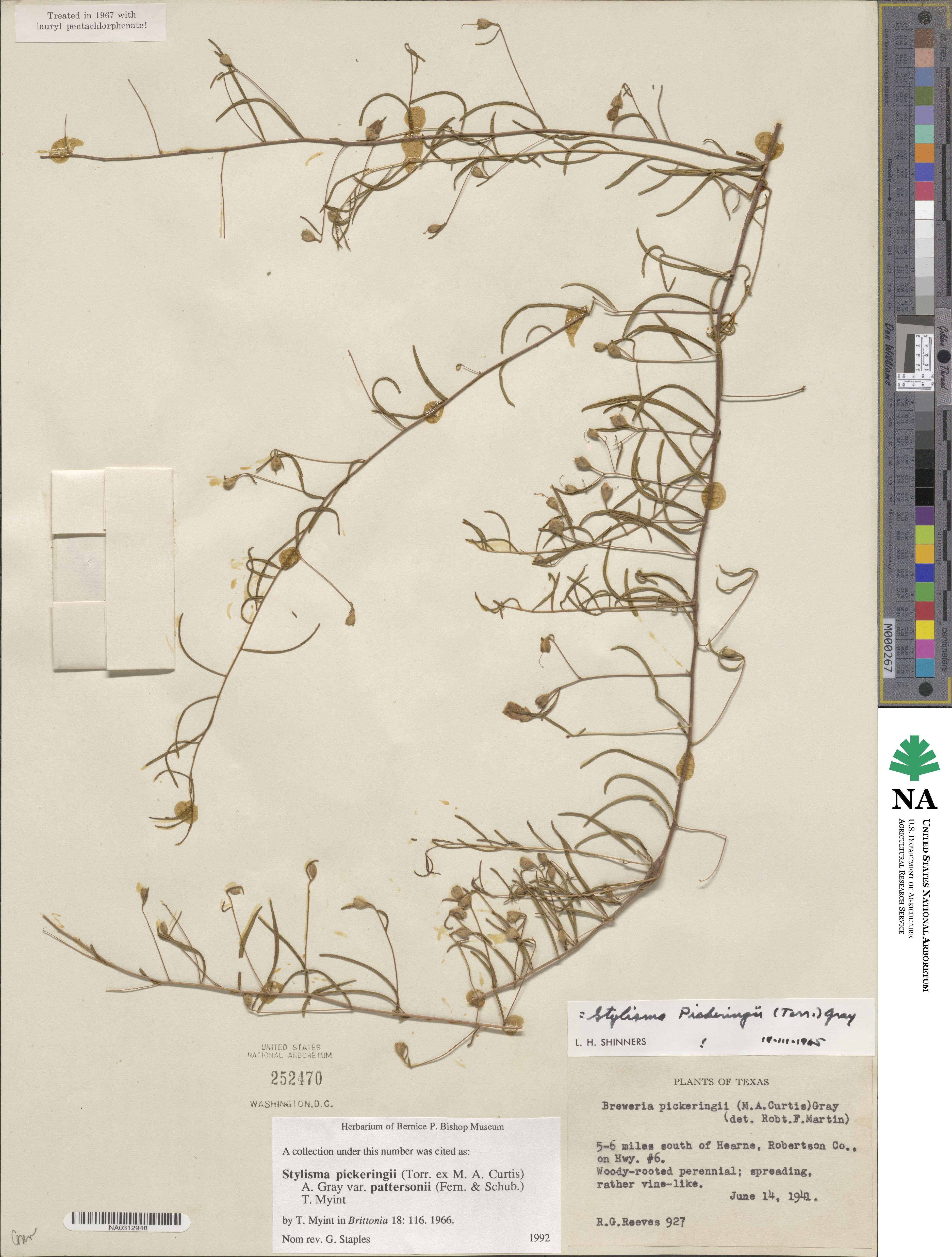 Stylisma pickeringii var. pattersonii image