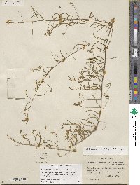 Stylisma pickeringii var. pattersonii image