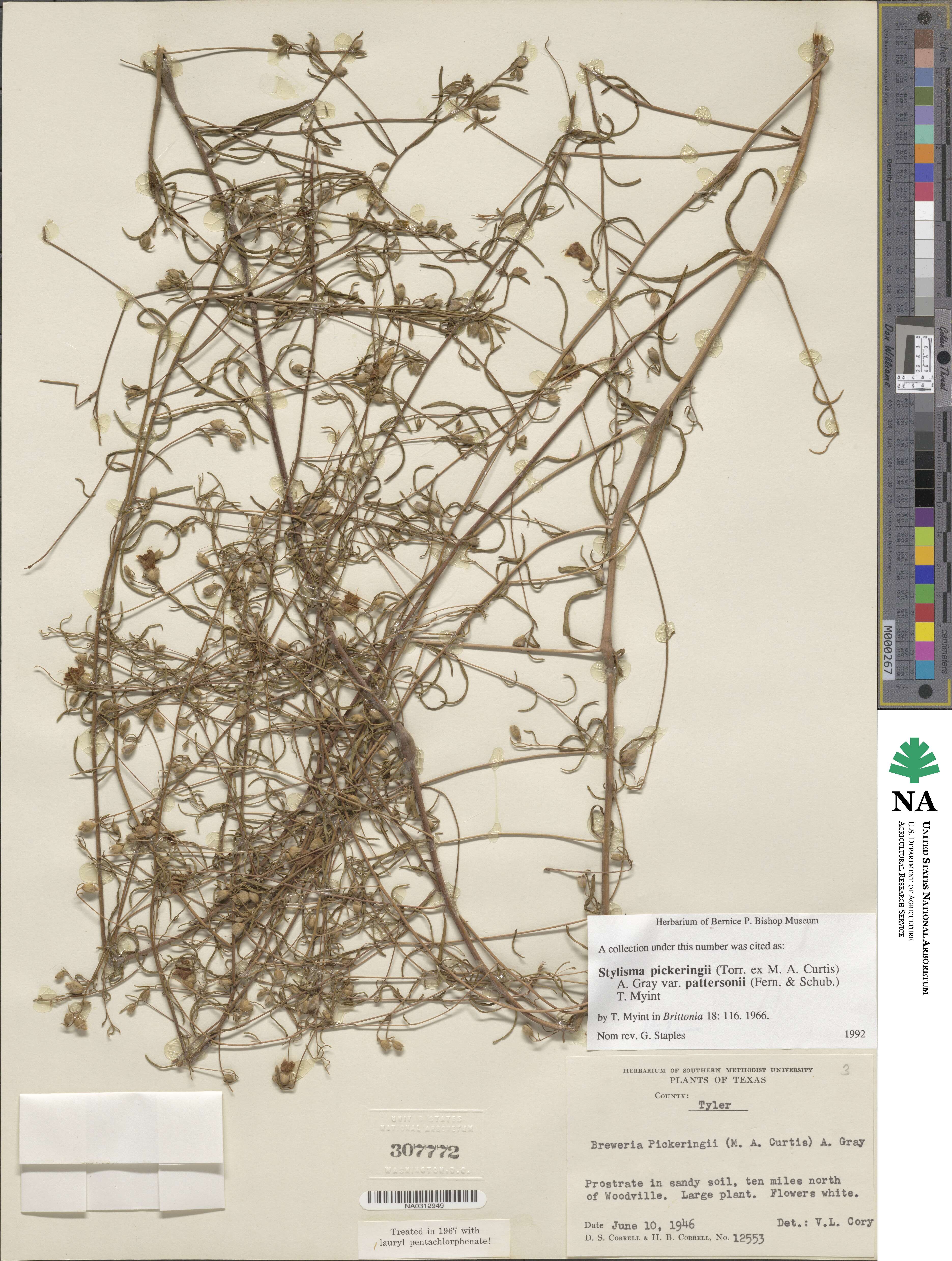 Stylisma pickeringii var. pattersonii image