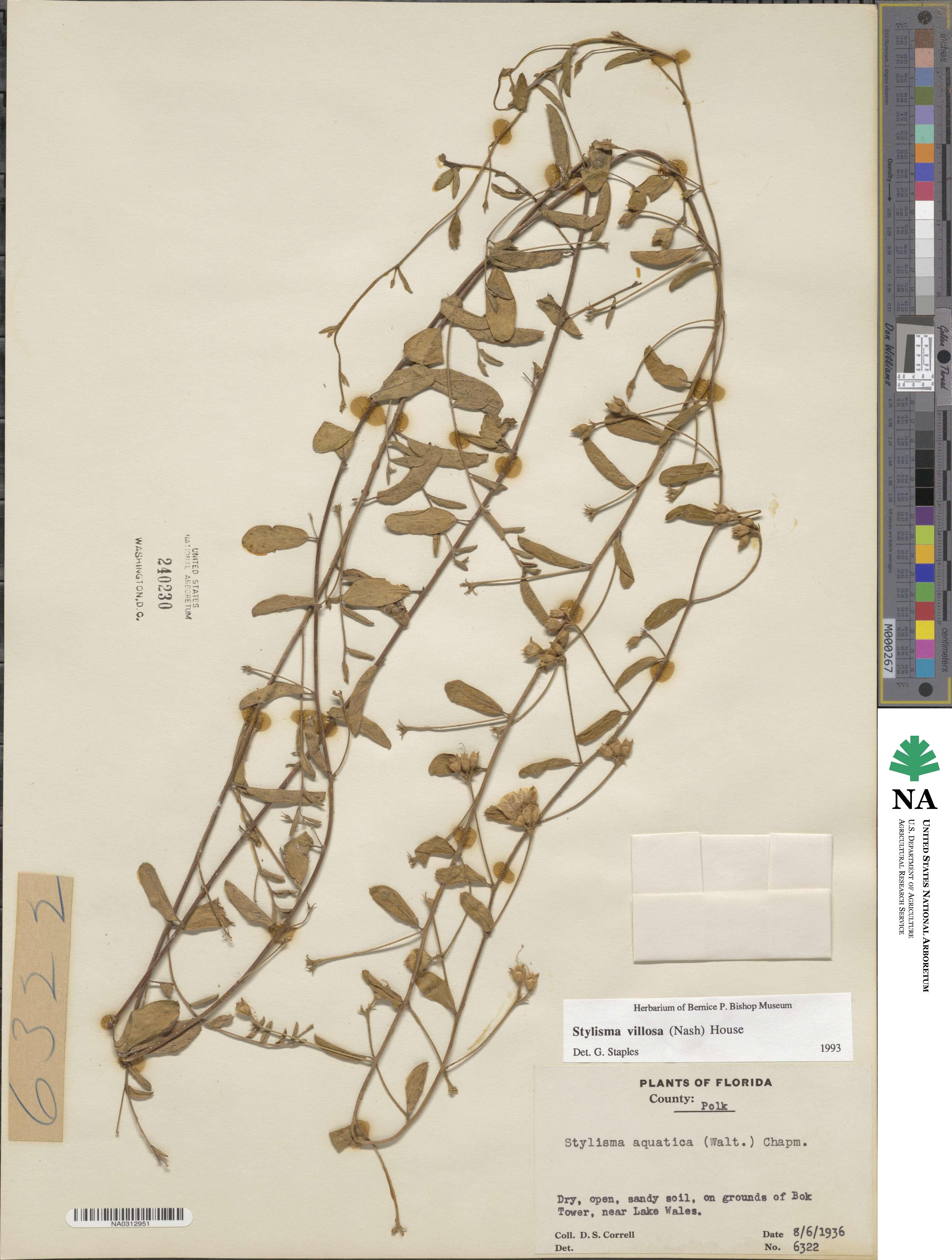 Stylisma villosa image