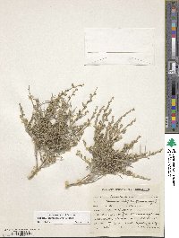 Image of Seddera latifolia