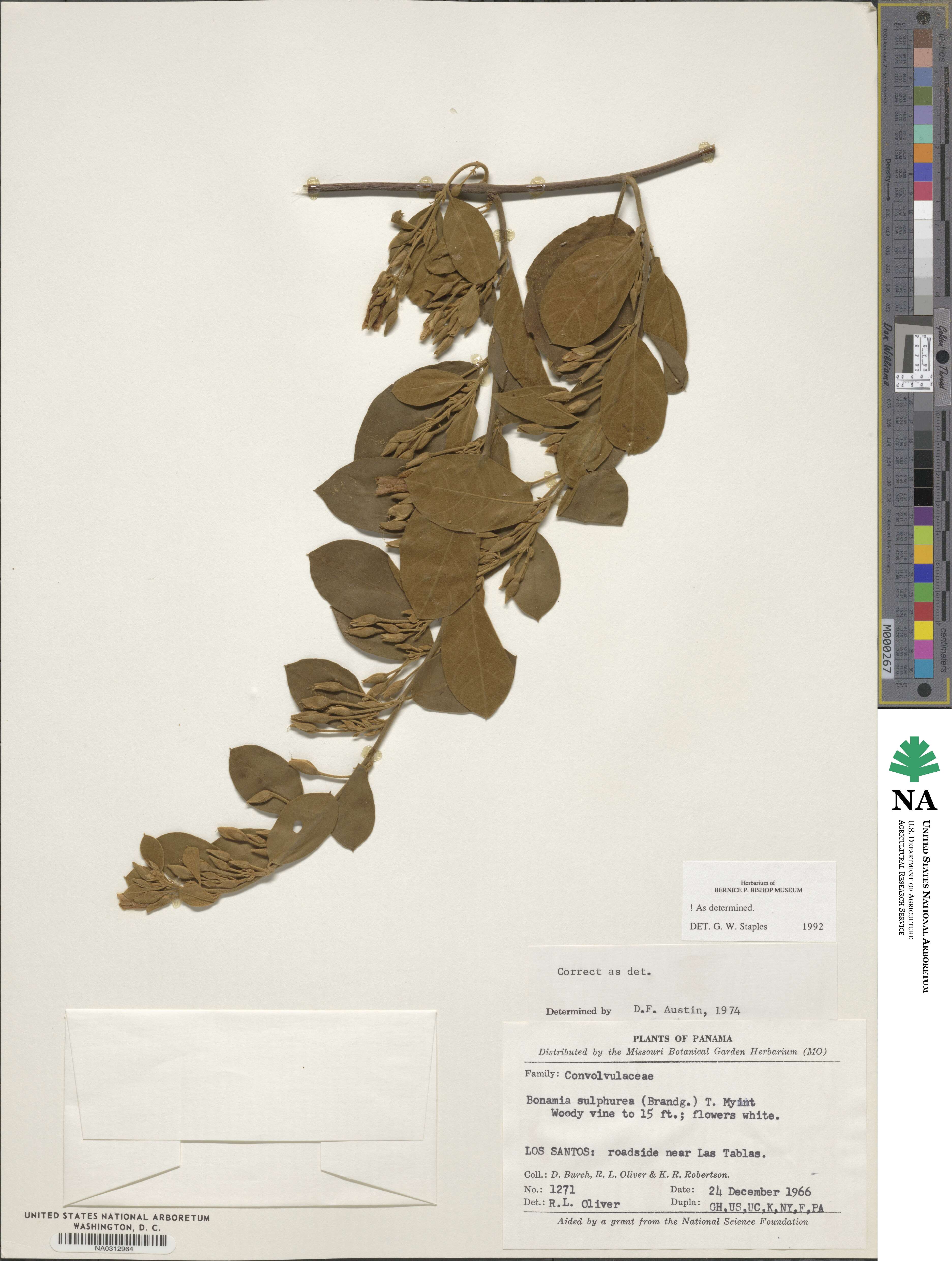 Bonamia sulphurea image