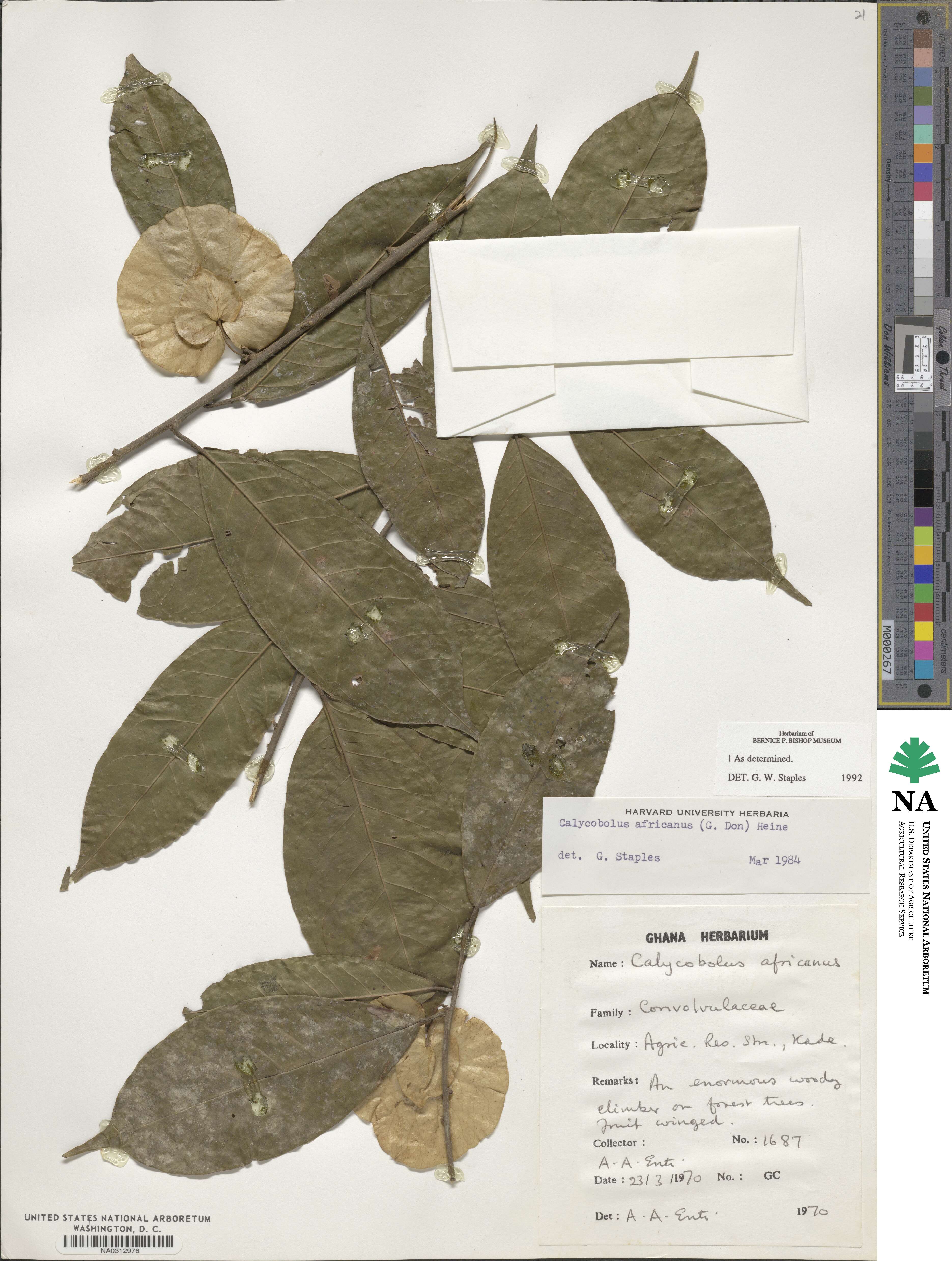 Calycobolus africanus image