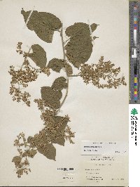 Poranopsis paniculata image