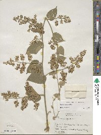 Poranopsis paniculata image